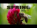 Download Lagu Spring - (Official Music Video by Leslie Moor)
