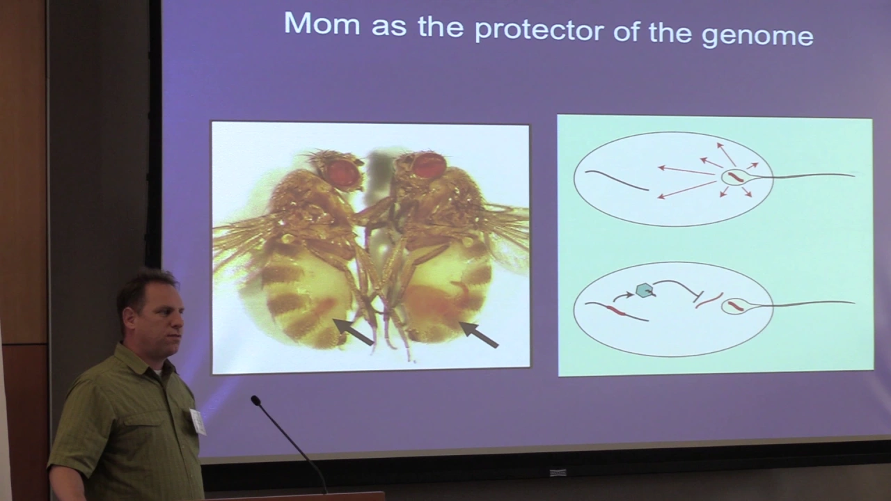 Genome Wars in Sexual Reproduction | Justin Blumenstiel | EvSex