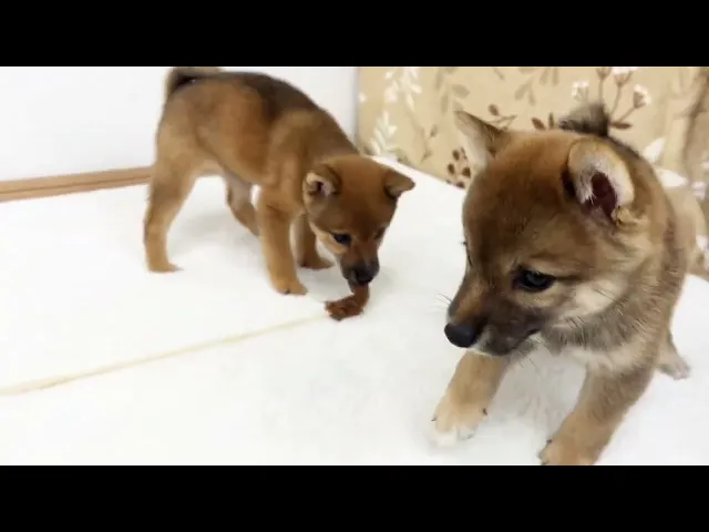 動画