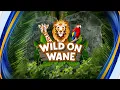 Wild on WANE 15 Episode 6