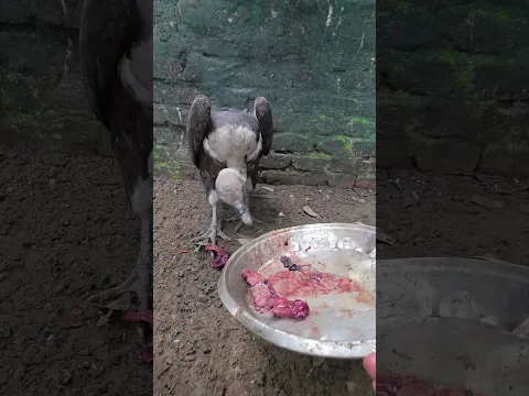 King of Birds Rescue #shortvideo #youtubeshorts #trending
