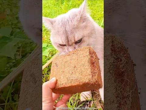 Mimi Found a Hidden Treasure... Then This Happened! 😂