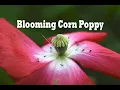 Blooming Beauty of Red Corn Poppies Papaver rhoeas in Bloom A Tribute to Nature Remembrance
