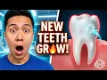 Scientists Regrow Human Teeth South Korea s Tooth Regeneration Patch Explained