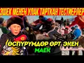 Download Lagu КЫРГЫЗДЫН КЕЛЕЧЕГИ УШУЛАР!!! /// ЭШЕК УЛАК /// МАЕК... /// Болотбек Ысабек уулу