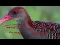 Download Lagu Tiếng chằng nghịch môi#mắt xéo môi#quốc hoa mồi#