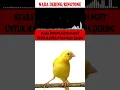 Download Lagu NADA DERING|RINGTONE|MASTERAN BURUNG SUARA KICAUAN KENARI  GACOR TEMBAKAN KASARAN PART-5