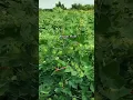Download Lagu Cotton plant | Car Keys Remix #song #music #trending #shorts