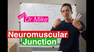 Neuromuscular Junction