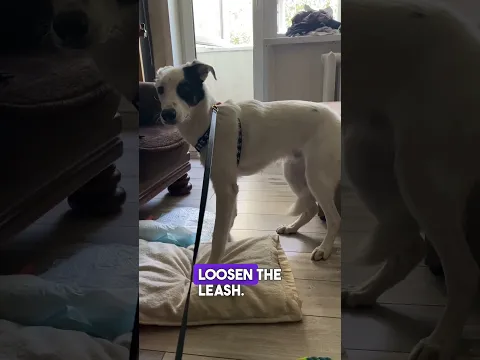 The dog bark and afraid what can I do? #dogcoach