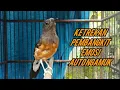 Download Lagu KETREKAN MURAI BATU BETINA untuk pembangkit emosi murai auto emosi ngamuk gacor isian❗murai gacor❗❗