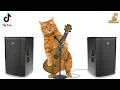 Download Lagu ADUH MAMAE | KUCING TIK TOK | Kucing Sholawat
