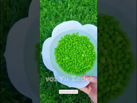 Bichinhos que nos entendem -pataquadas