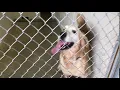 Golden Retriever Rescue Resource GRRR Inc Lady For Adoption