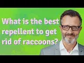 What is the best repellent to get rid of raccoons