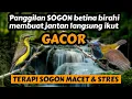 Download Lagu Tercepat super Ampuh‼️PANCINGAN SOGON MACET AGAR CEPAT BUNYI