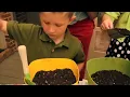 Dig.Drop.Done - How To Plant Calla Lilies