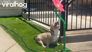 Pocket Bully Summertime Fun With Flower Sprinkler || ViralHog