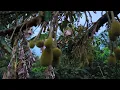 Download Lagu Durian dah tak bermusim. Apa dah jadi.