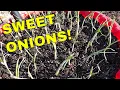 GROWING ONIONS IN CONTAINERS MAKE EM BIG AND SWEET