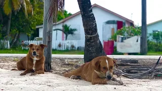 new boat dog? Found him at Rock Sound Ocean Hole