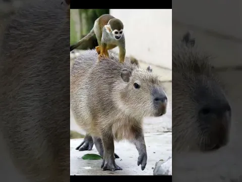 Why Called Capibara World's most chill animal π€―