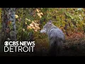 What to know about coyote management season in Michigan