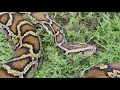 The 2024 Florida Python Challenge is over Here s who won