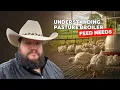 Feed and Forage for Pasture Broilers - Dr Colt Knight