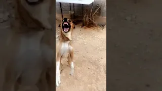 كلب شرس جدا جدا 