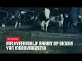 Download Lagu Melkveebedrijf draait op biogas van monovergister