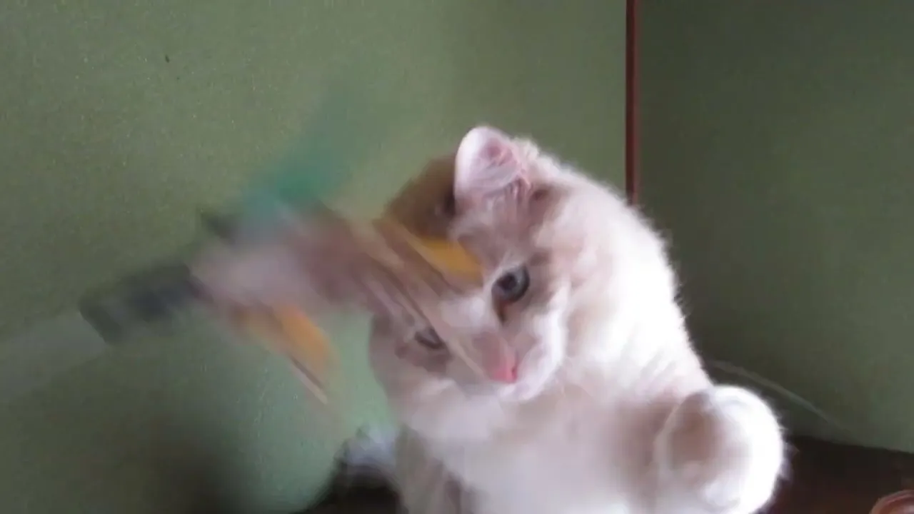 動画