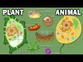 PLANT VS ANIMAL CELLS