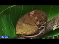 One Earth Conservation Imperatives Protecting the world s remaining rare and threatened species