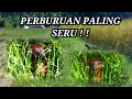 Lagu BERBURU GARANGAN | perbvruan GARANGAN paling seru dan menantang // pest control