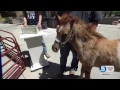 USU Extension baby animal days come to the KSL plaza