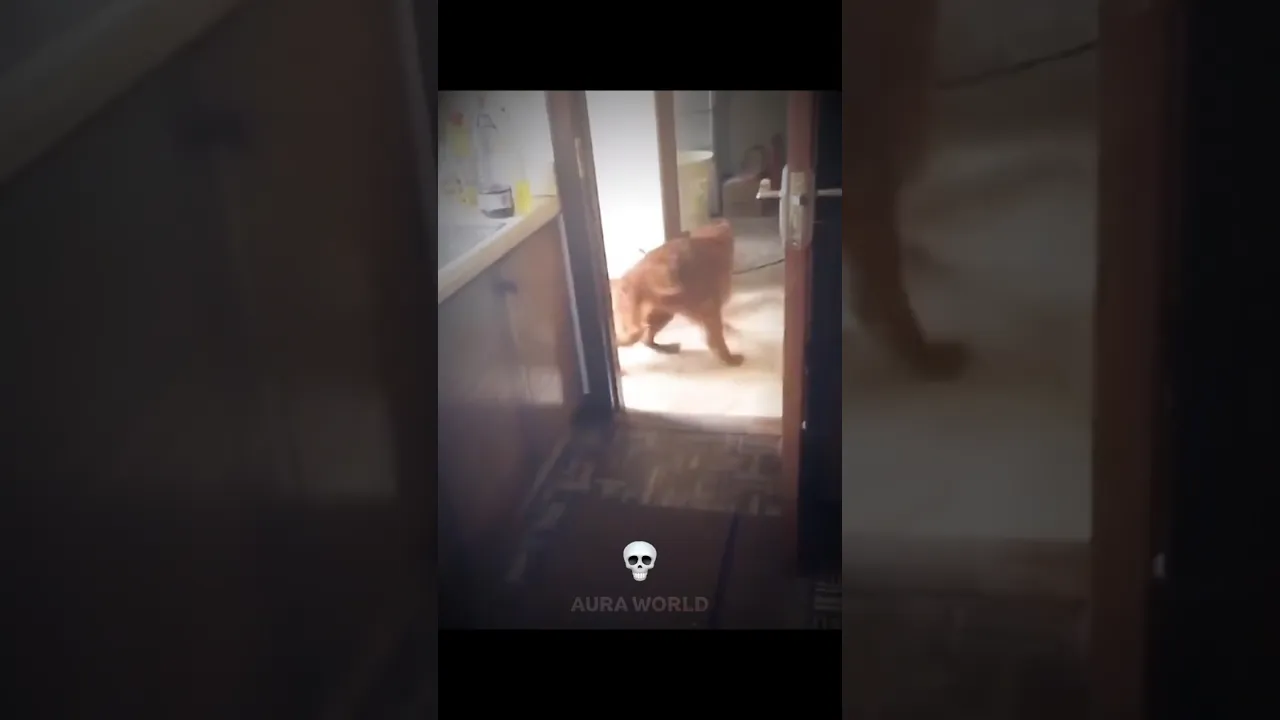 Cats can't ninja ☠️