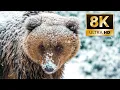 Download Lagu ЗИМА НА ПЛАНЕТЕ В 8K. От Северного до Южного полюса
