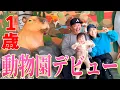 Lagu 【人生初】歩けるようになった娘を連れて動物園に行ってきました🥰