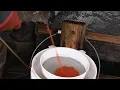 Spawning Rainbow Trout at the Spokane Hatchery