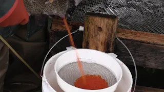 Spawning Rainbow Trout at the Spokane Hatchery
