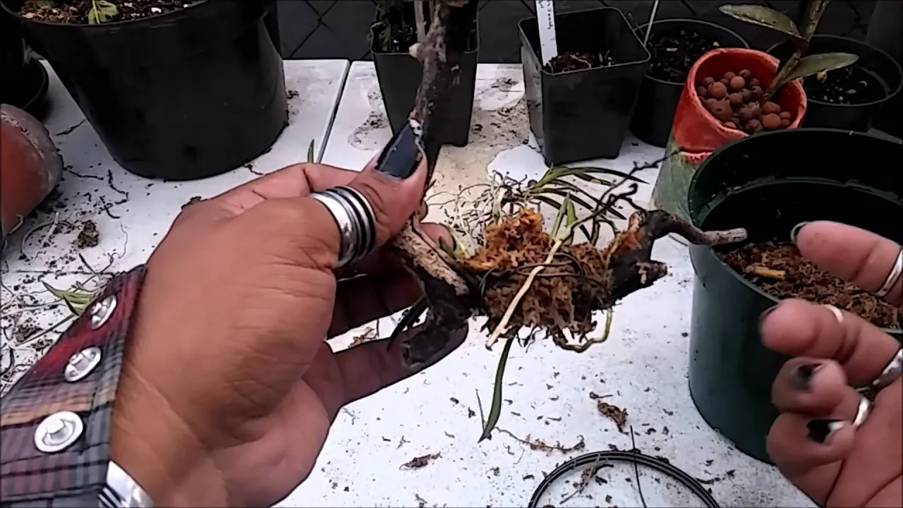 MOUNTING VANDA ORCHID TO WOOD