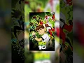 Download Lagu How to watch Ben 10 Complete Series in Order #ben10
