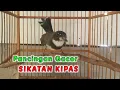 Download Lagu BURUNG SIKATAN KIPAS JAWA GACOR