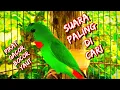 Download Lagu suara burung serindit mantap | suara khas serindit alam liar memaggil #momomelehoy#serindit