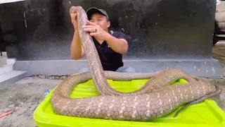 KING COBRA RAKSASA BERUBAH MENJADI ULAR MONSTER SAAT MAKAN PYTHON ...!!!!