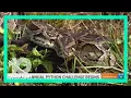 Are you ready 2022 Florida Python Challenge ly begins Friday