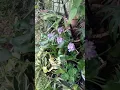 Download Lagu Bunga Lembayung | Anak pokok daun kari