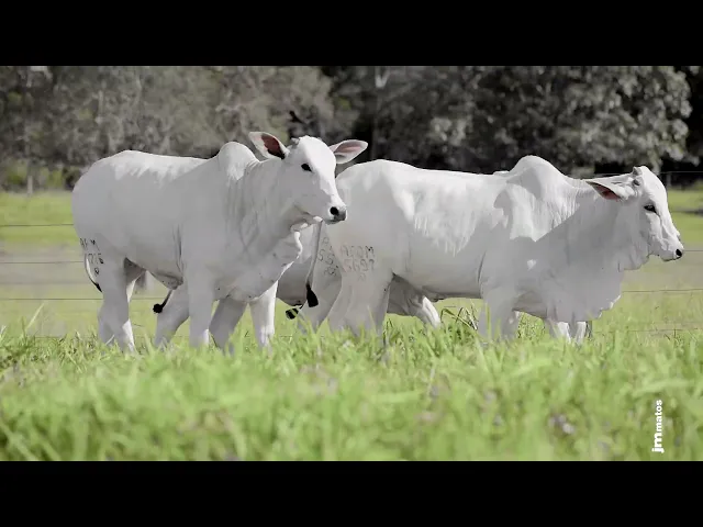 4 Novilhas Nelore P.O.