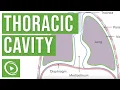 Thoracic Cavity Anatomy Lecturio Medical